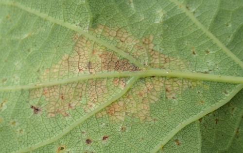 Acrocercops brongniardella